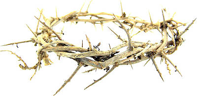 Picture of 6" Crown of Thorns
