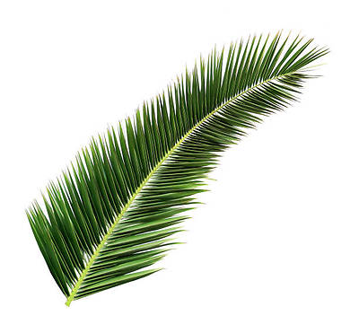 Picture of Date Palm Branches - Pack of 4