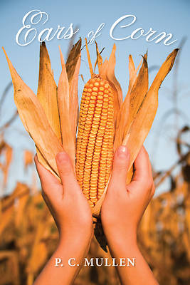 Picture of Ears of Corn