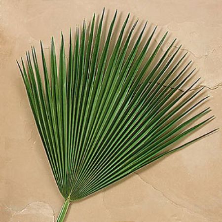 Picture for category Supplies for Ash Wednesday, Palm Sunday and Maundy Thursday
